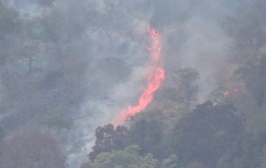 आग बुझाते घायल हुआ संविदाकर्मी,पार्क महकमे में हड़कम्प ,संसाधनों के अभाव में जान जोखिम में डाल रहे वन कर्मी